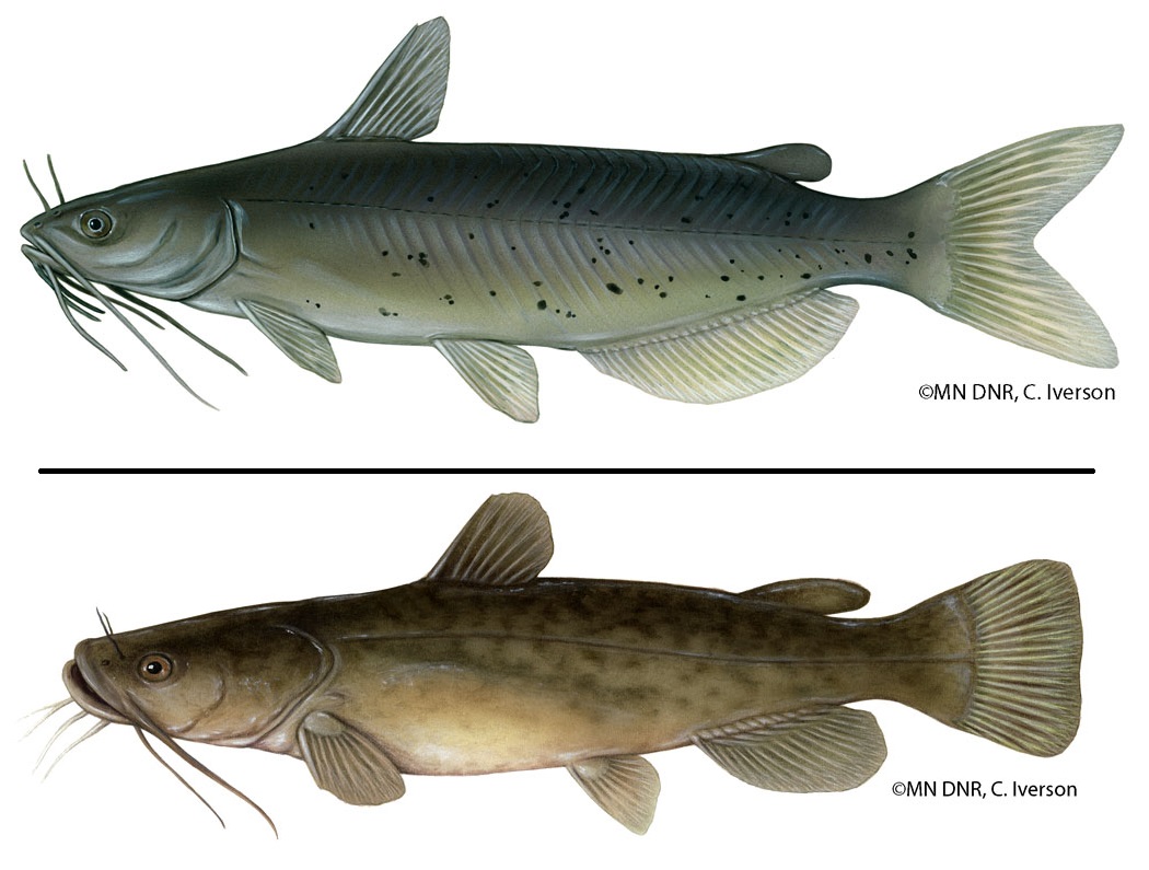 Channel Catfish (Ictalurus punctatus) and Flathead Catfish (Pylodictis  olivaris) - Mississippi National River & Recreation Area (U.S. National  Park Service)