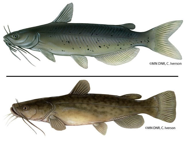 Illustration of a Channel (top) and a Flathead (bottom) Catfish