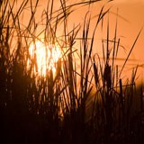 Cattail silhouettes against a golden red sunset.