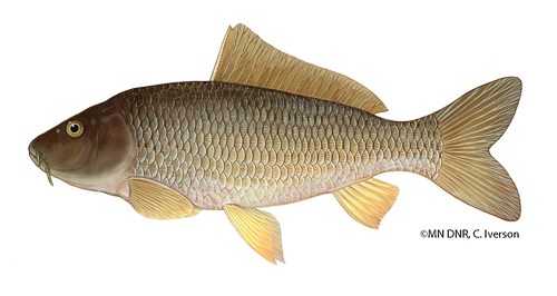 Common Carp  Minnesota Aquatic Invasive Species Research Center