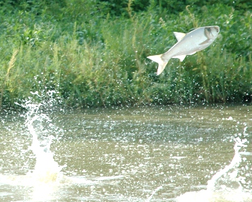 creditTedLawrence-GLFC_close-up-flying-carp