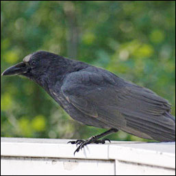 A large black bird with heavy black bill sits on a railing. A large black bird with heavy black bill sits on a railing.