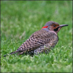 A bird with heavily barred back, red patch on the back of the head and a black moustache rests on a lawn.