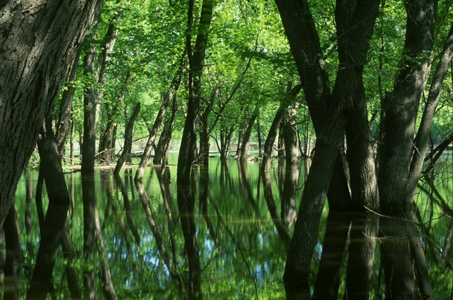 Many trees are reflected against the flat flood water covers the ground several feet deep. Light filtered through innumerable leaves creates a green cast over everything.