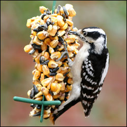 A medium-sized black and white bird perches on the side of a feeder. A medium-sized black and white bird perches on the side of a feeder.