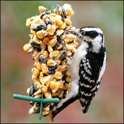 woodpecker food