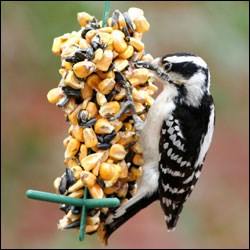 A medium-sized black and white bird perches on the side of a feeder.