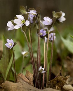 Multiple small violet flowers surrounded by blades of green grass