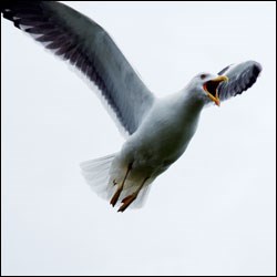 A large light-colored bird flies over head while calling.