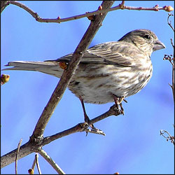 A sparrow-sized bird with tan upper parts and streaked breast and belly sits in a tree. A sparrow-sized bird with tan upper parts and streaked breast and belly sits in a tree.