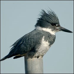 A crested, bluish-gray bird sits on a pole.