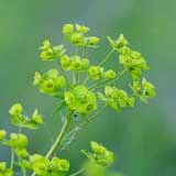 Leafy spurge