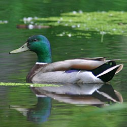 A bird with green head, yellow bill, and white and brown body floats on the water.