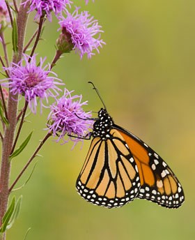 An orange and black monarch butterfly necters on a lavender blazingstar flower.