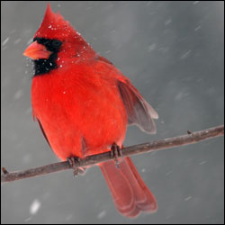 A bright red bird with black face mask sits on a wire. A bright red bird with black face mask sits on a wire.