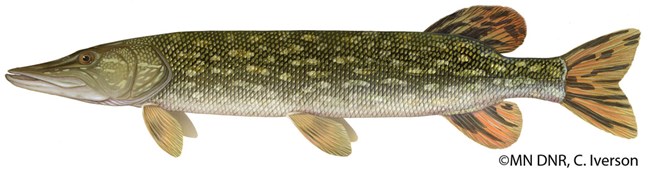 Illustration of a Northern Pike fish