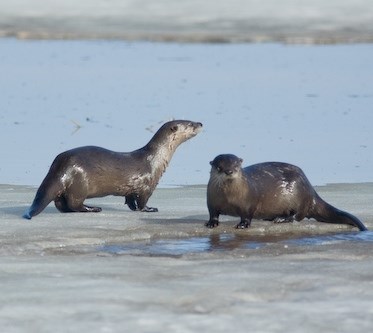 Two otters on river ice Two otters on river ice