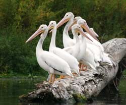 American white pelicans rest on a log partially sunken in the Mississippi River American white pelicans rest on a log partially sunken in the Mississippi River