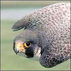 A grayish falcon with white breast, large eyes with a vertical dark line through them folds its wings while flying. A grayish falcon with white breast, large eyes with a vertical dark line through them folds its wings while flying.