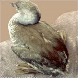 A mostly brownish bird with light-colored breast and short light-colored bill with a vertical black stripe through its middle sits on a rock near a lake.