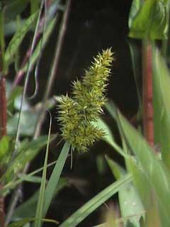 This sedge has a seedhead consisting of sharp spikes. This sedge has a seedhead consisting of sharp spikes.