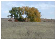 Oak Savanna Oak Savanna