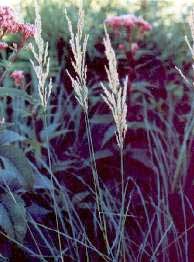 Blue joint grass growing in a wet prairie.