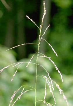 Fowl Manna Grass
