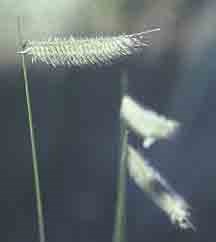 A grass with its seed heads canted at right angles from the stem. A grass with its seed heads canted at right angles from the stem.