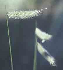 A grass with its seed heads canted at right angles from the stem.