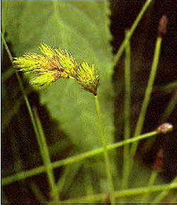 Green leaves and yellow/brown seed head of the broom sedge. Green leaves and yellow/brown seed head of the broom sedge.
