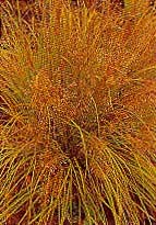 This grass is reddish gold in color in autumn.