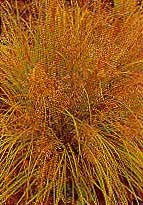 This grass is reddish gold in color in autumn. This grass is reddish gold in color in autumn.