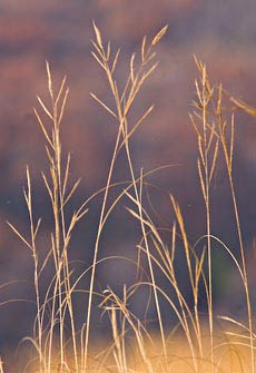 singular strands of tan prairie cordgrass reach up