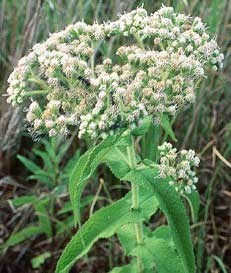 Small white flowers.