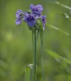 Common Spiderwort