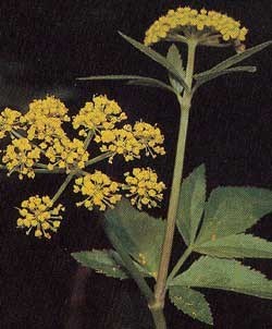 Golden flowers on the top of a green plant.