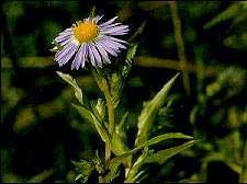 Swamp Aster Swamp Aster