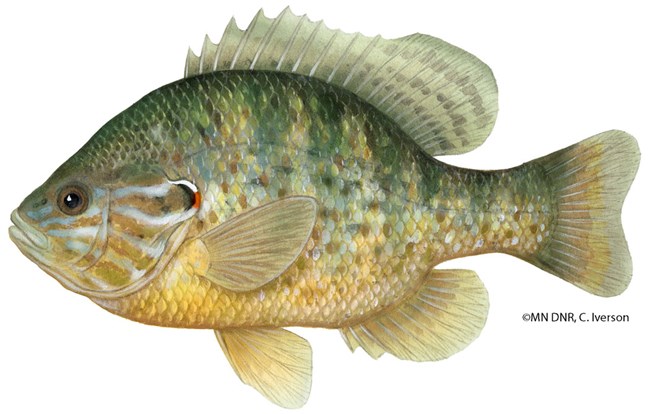 A small, pan-shaped fish with a yellow or orange throat and otherwise green.