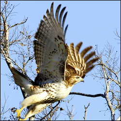 A large bird with white breast and dark back and head flies out of a tree. A large bird with white breast and dark back and head flies out of a tree.