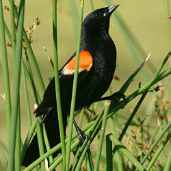 A red-winged blackbird perched on reeds. A red-winged blackbird perched on reeds.