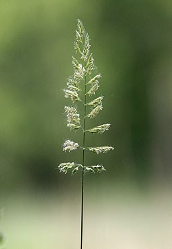 reedCanaryGrass