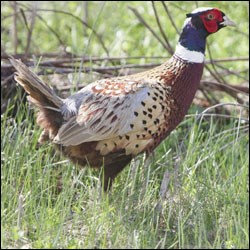 A large tan and reddish brown bird with a green and red head and a white neck stands in a grassy field.
