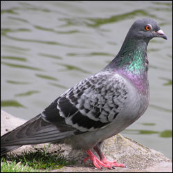 A grayish bird with darker wing bars and iridescent neck feathers sits on a rock wall with water in the background. A grayish bird with darker wing bars and iridescent neck feathers sits on a rock wall with water in the background.