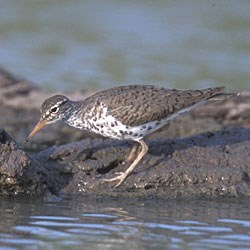 A long-legged brown bird with a spotted breast pauses at the edge of the water.