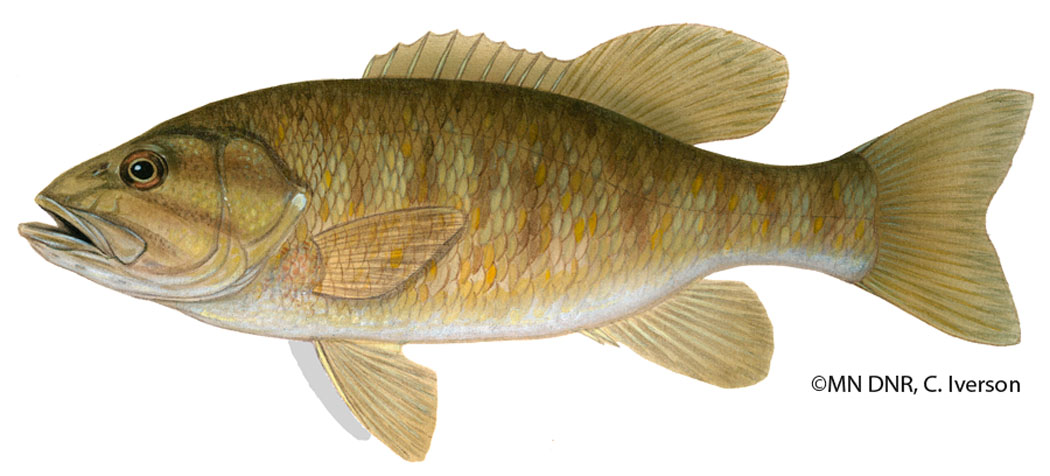 Smallmouth Bass (Micropterus dolomieu) - Mississippi National River &  Recreation Area (U.S. National Park Service)