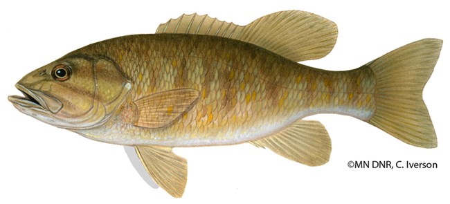 A football-shaped brown fish.