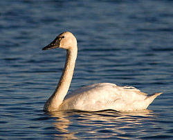A large white bird with a black bill floats on blue water. A large white bird with a black bill floats on blue water.
