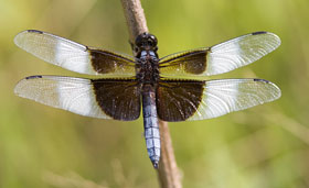 A large dragonfly with a blue tail and white and black spotted wings rests on a twig. A large dragonfly with a blue tail and white and black spotted wings rests on a twig.