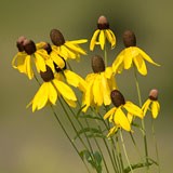 Yellow Coneflowers